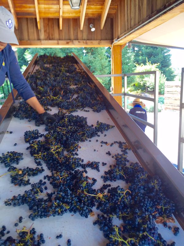 The Duckhorn team hand sorting clusters of Patzimaro Vineyard Cabernet Franc.