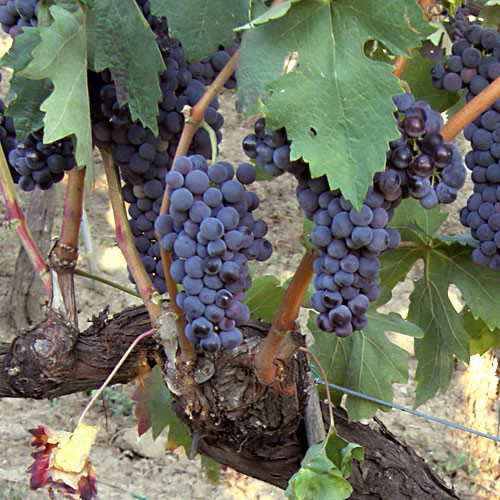 Tempranillo Wine Grapes Photo © VinoFamily