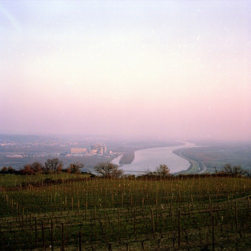 Vineyards are planted on either side of the Rhone river (credit)