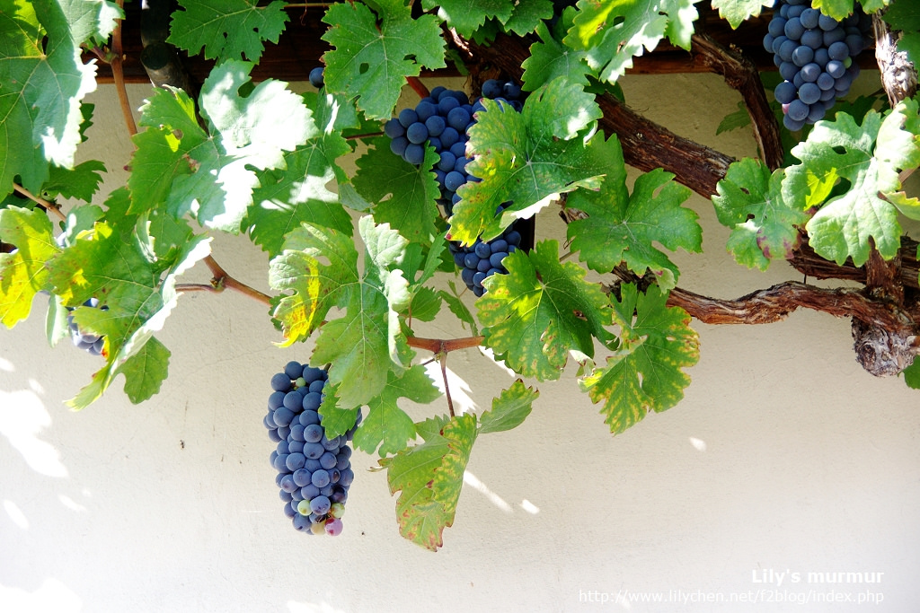 The Remarkable Story Of The Oldest Living Grape Vine On Earth