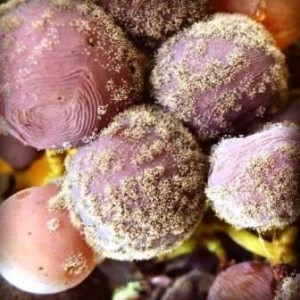 White-Bordeaux-grapes-with-Botrytis-300x300