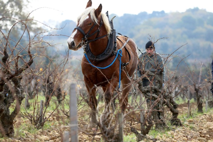 In the springtime Michel Arnaud guides their horse through the vineyard rows, turning up old soil.