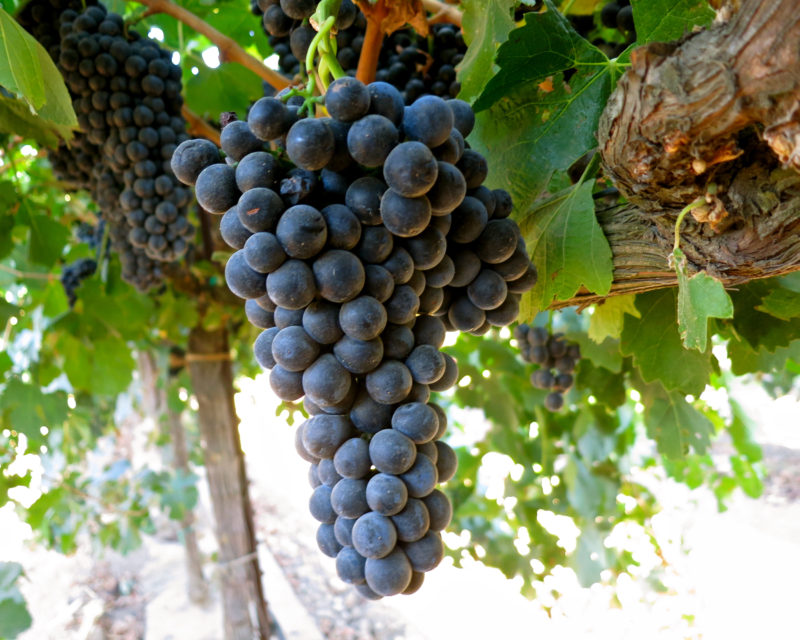 Petite Sirah is anything but a small wine. The name comes from the small size of the grapes.