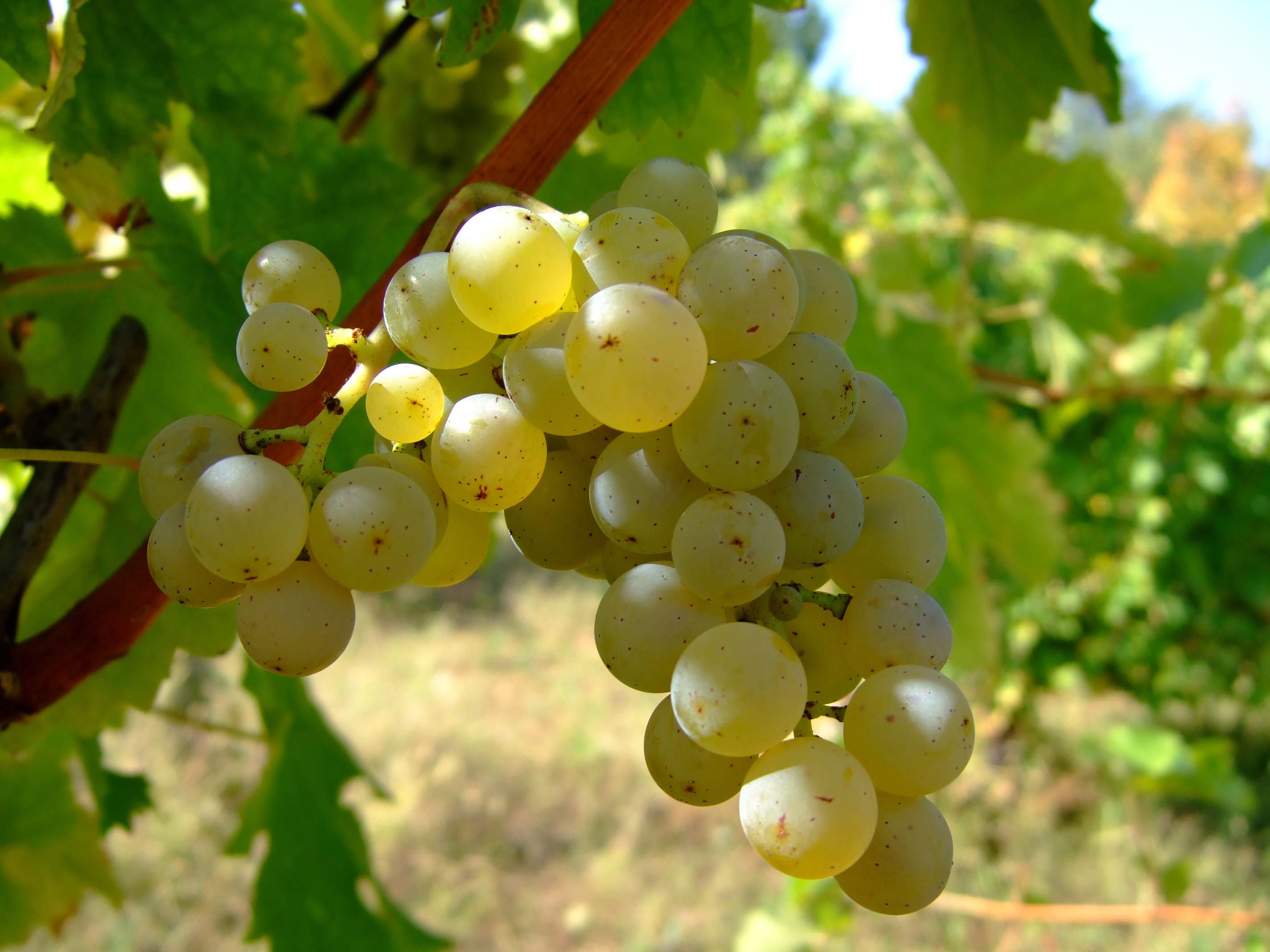 Featured image of post Steps to Prepare Sauvignon Blanc Cabernet Sauvignon Grape